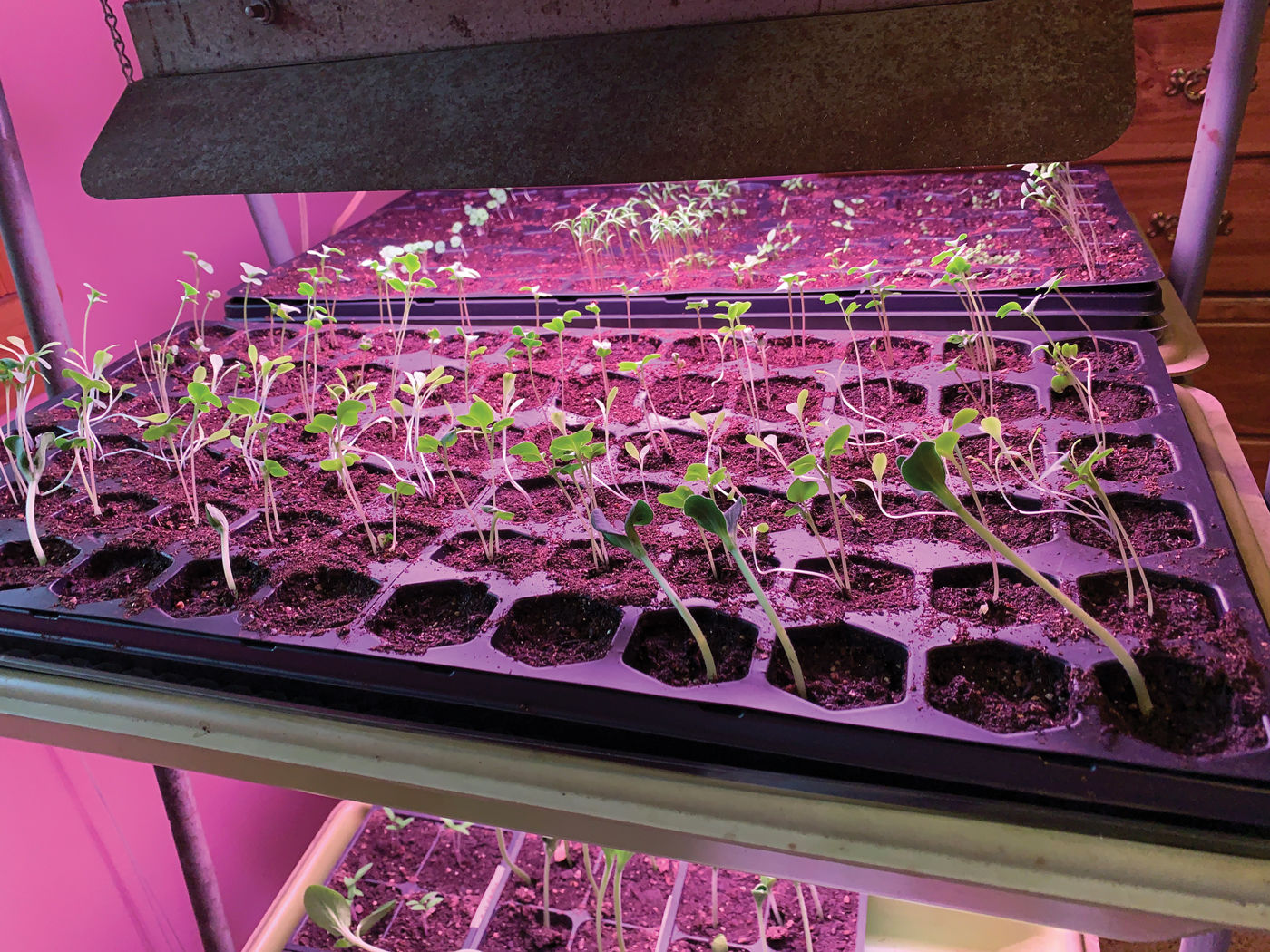 Grow Your Own Garden